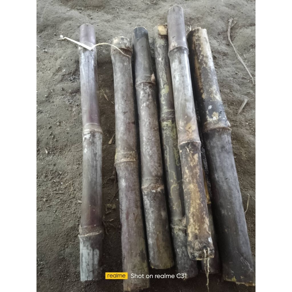 

1 KG TEBU MERAH KONSUMSI MANIS BUKAN TEBU MUDA