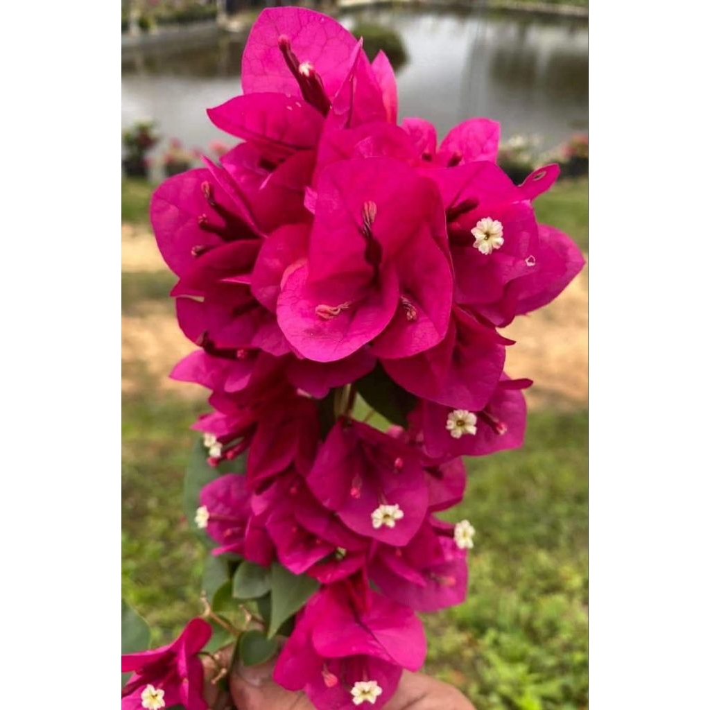 Bibit Bougenville Import watermelon