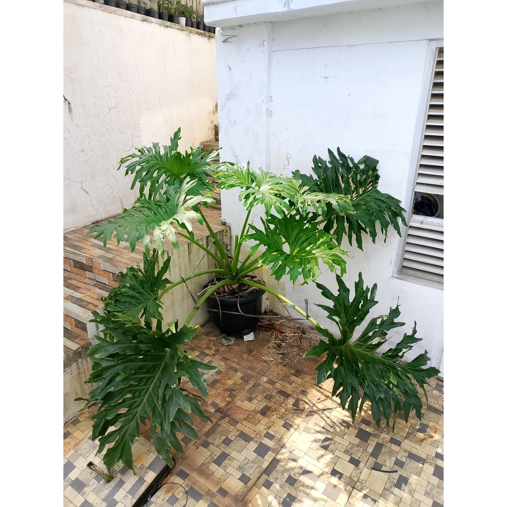 Thaumatophyllum Melobaretoanum