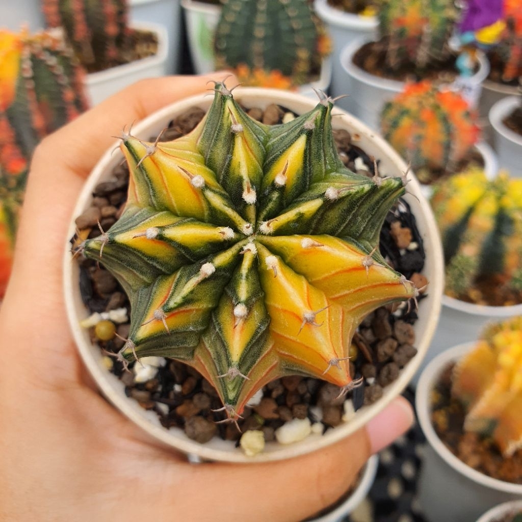 Gymnocalycium LB 2178 Hybrid Variegata Selected Pattern Yellow Color