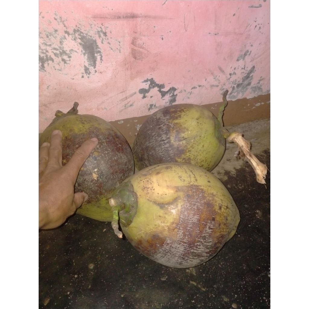 

kopyor besar nongenjah