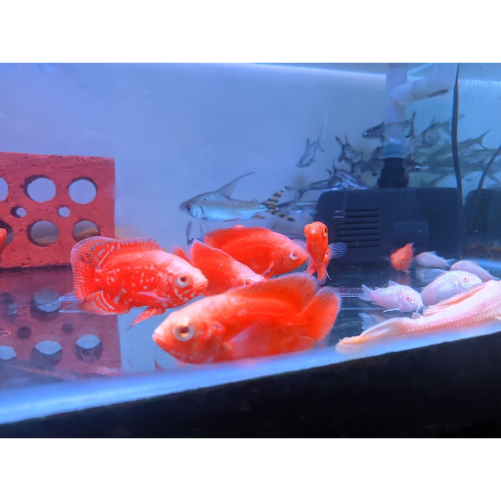 Hiasan aquarium Oscar red chili