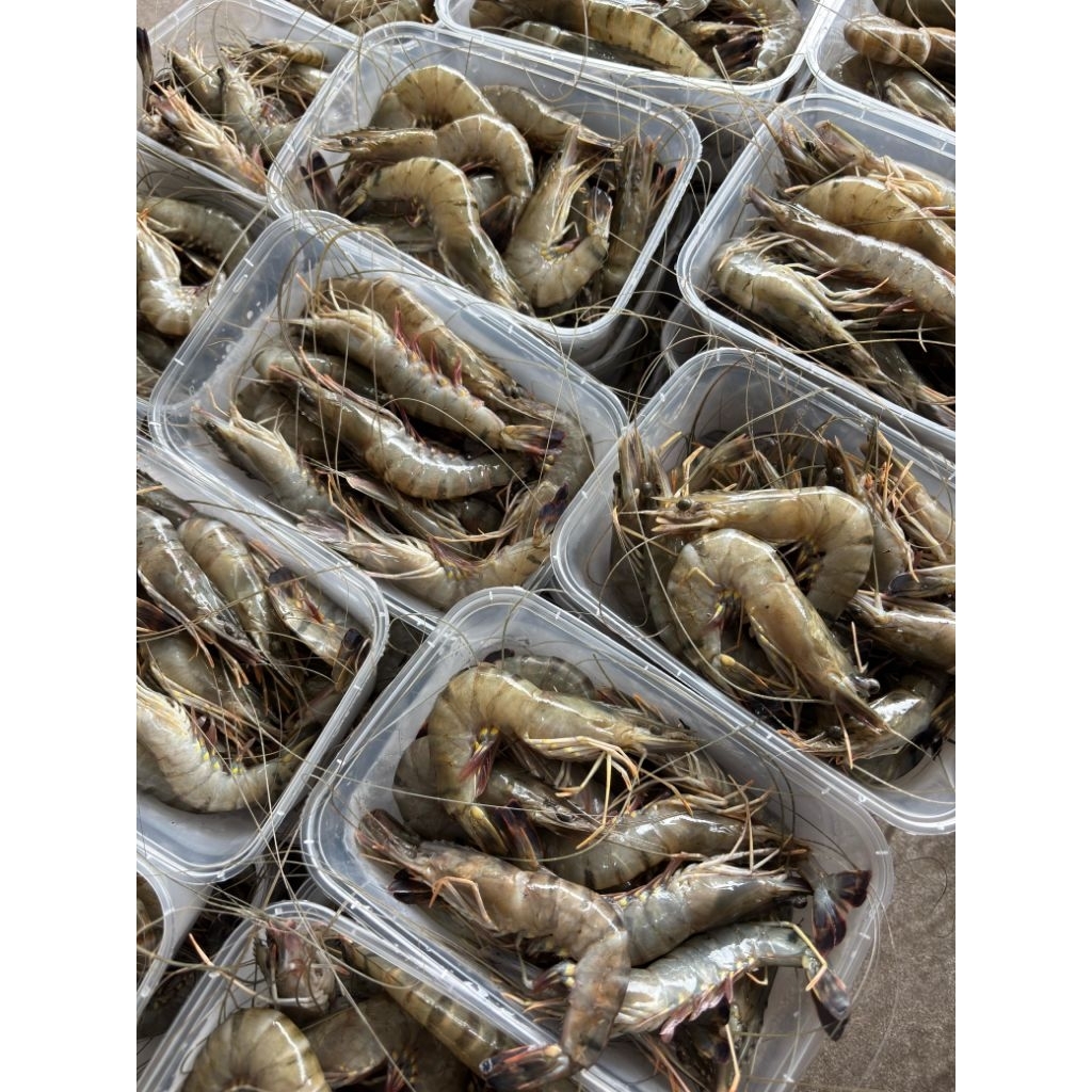 

Udang Tiger 500 gr