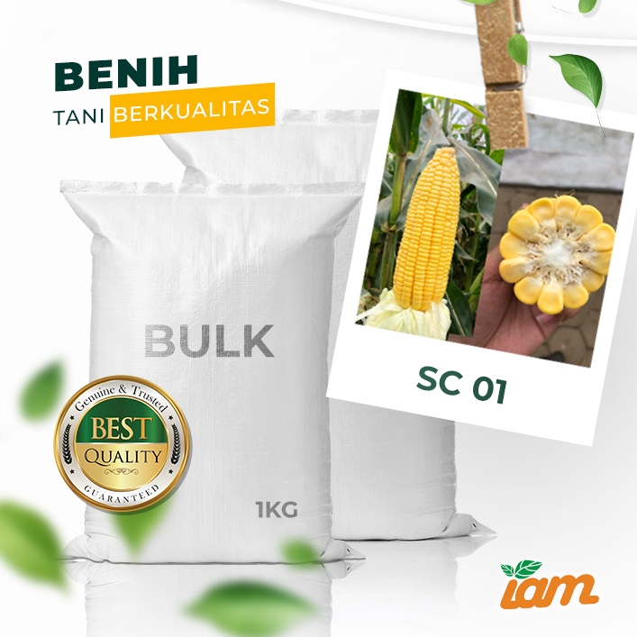 

BULK 1kg – jagung F1 (SC 01)