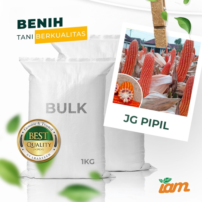 

BULK 1kg – jagung pipil F1 (PIPIL)