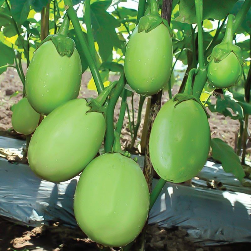 BERGINE / Benih Terong Hijau Jumbo Bibit Tanaman Sayuran Bibit Terong Unggul