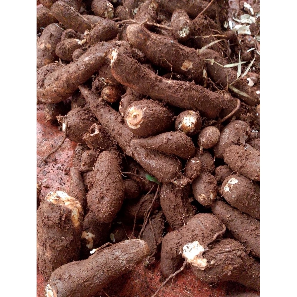 

Singkong mentah/umbi singkong kuning/singkong mentega 5kg