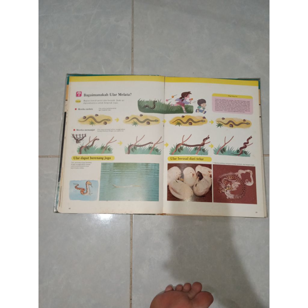 Widya Wiyata pertama anak anak binatang sahabat kita