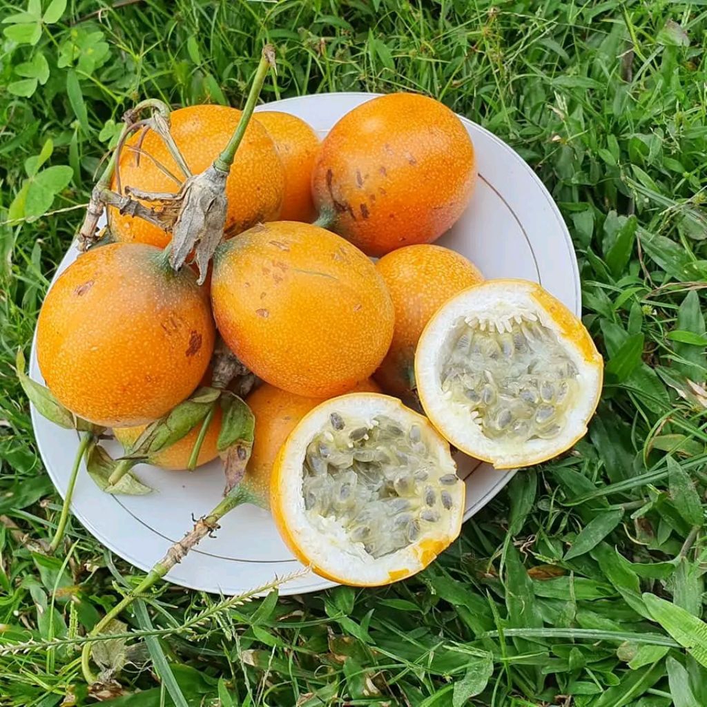 

markisa manis 500 gram -konyal manis dan segar