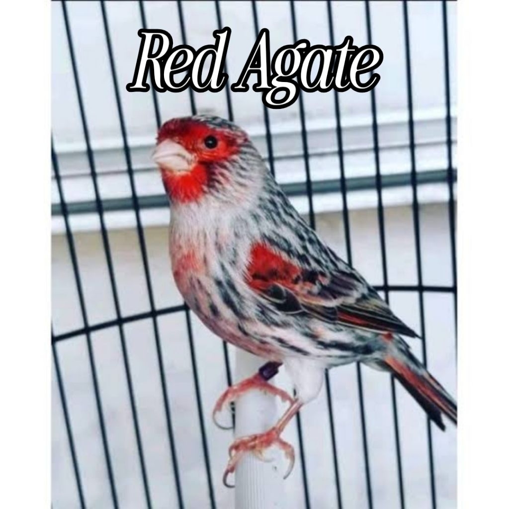 

Telur burung Canary Red Agate fertil siap tetas