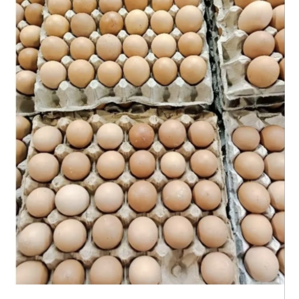 

Telur ayam