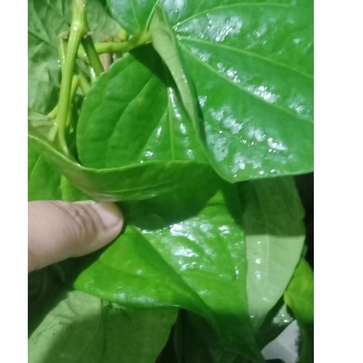 

daun sirih hijau segar 25gram