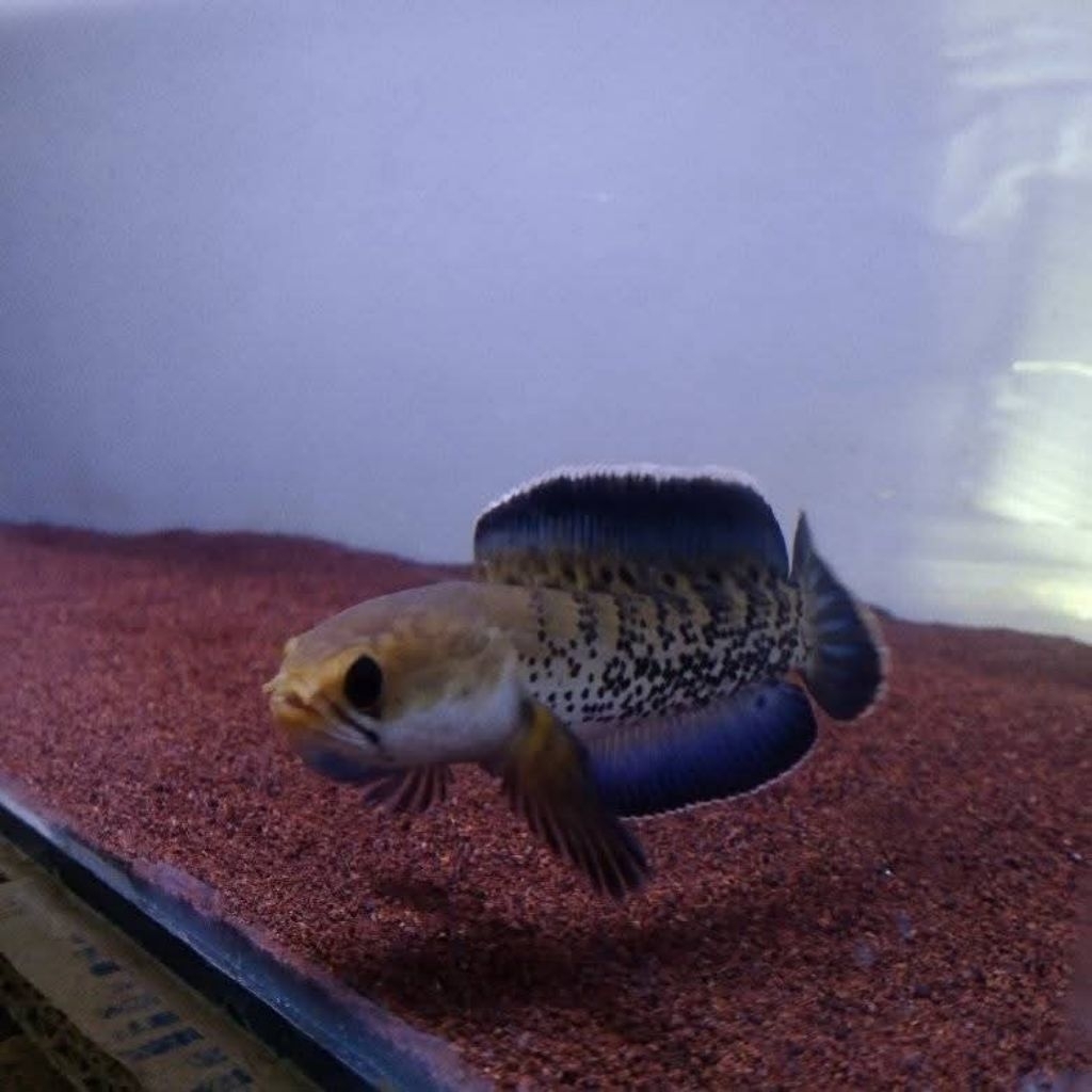 Berkualitas Stewarti Mental barr barr size 6-7cm