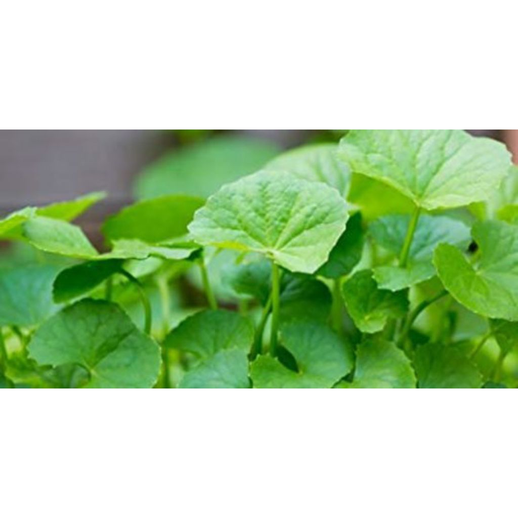 

Daun pegagan fresh liar fresh diambil ketika akan dikirim