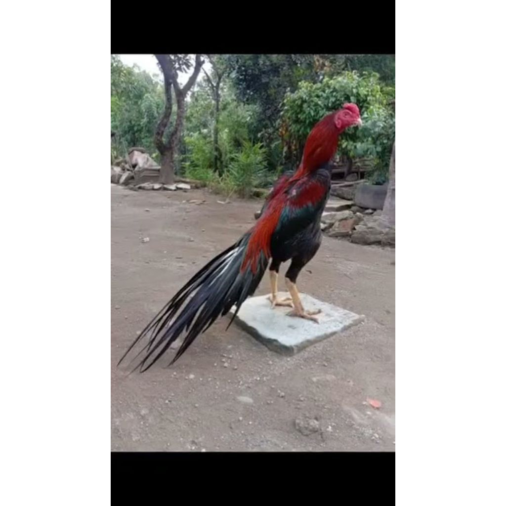 

paket hemat 6 telur ayam ekor lidi fertil siap buat ditetaskan