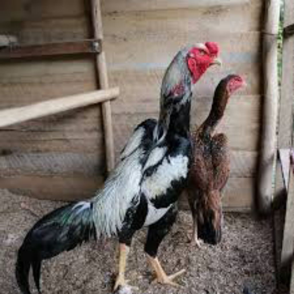 

telur ayam shamo jepang fertil siap buat ditetaskan