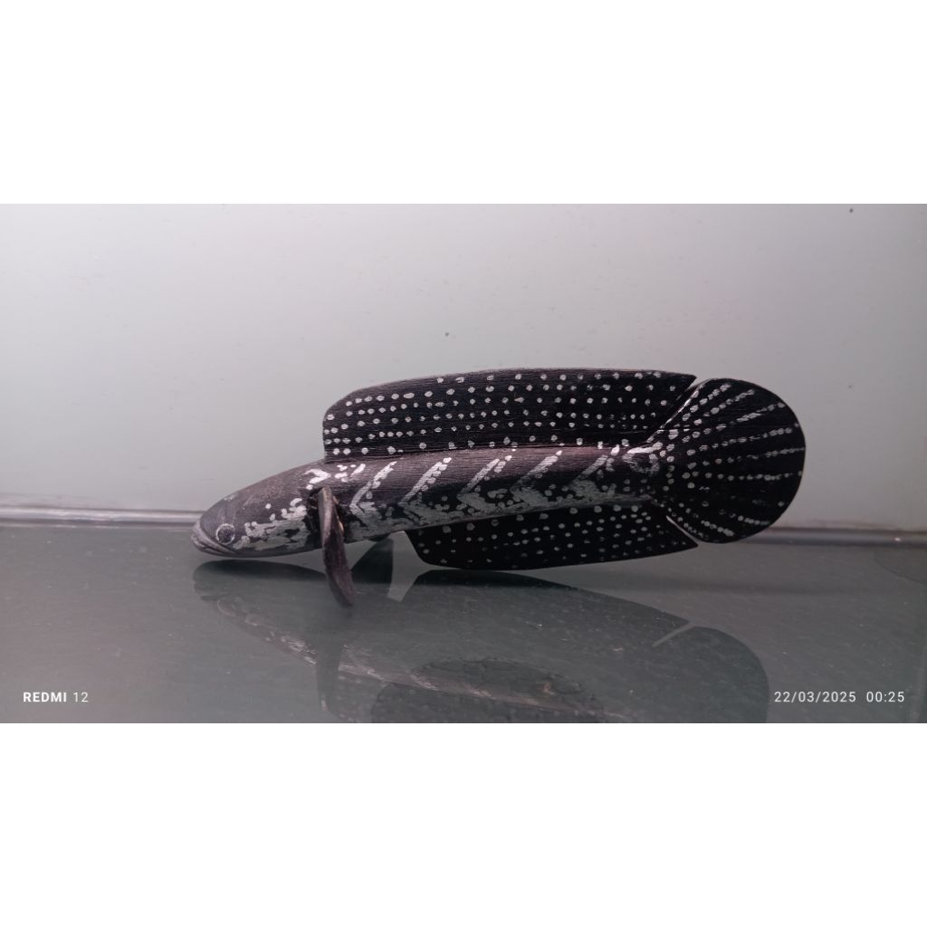 Patung channa asiatica ws ukuran 13 cm