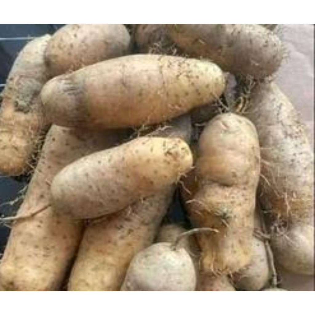 

umbi mbili wonogiri.Sangat lezat 500 gr