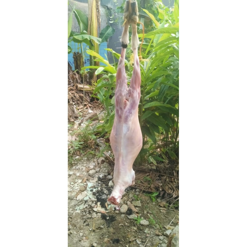 

karkasan kambing 8 kg