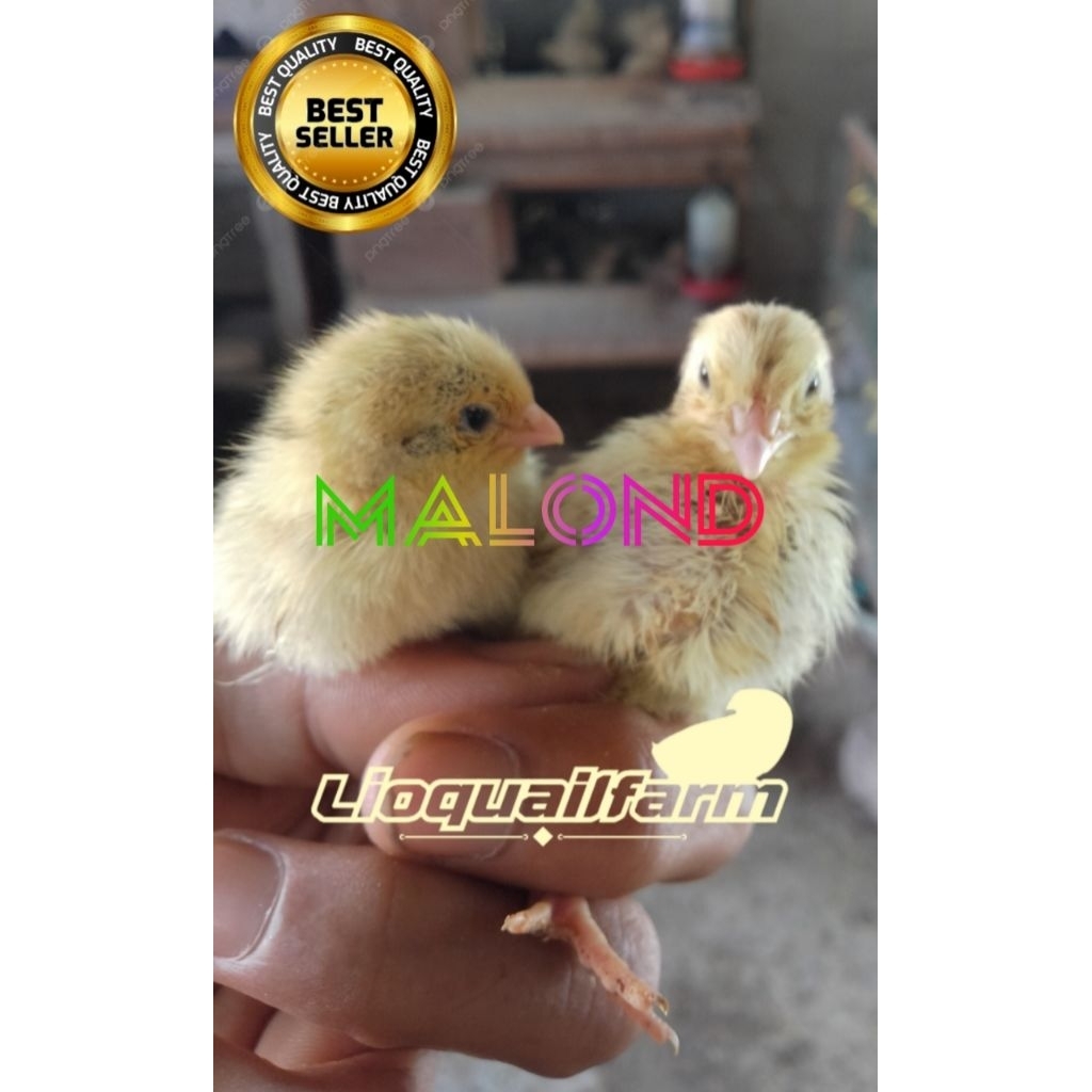 

TELUR PUYUH FERTIL/TETAS MALOND SUPER