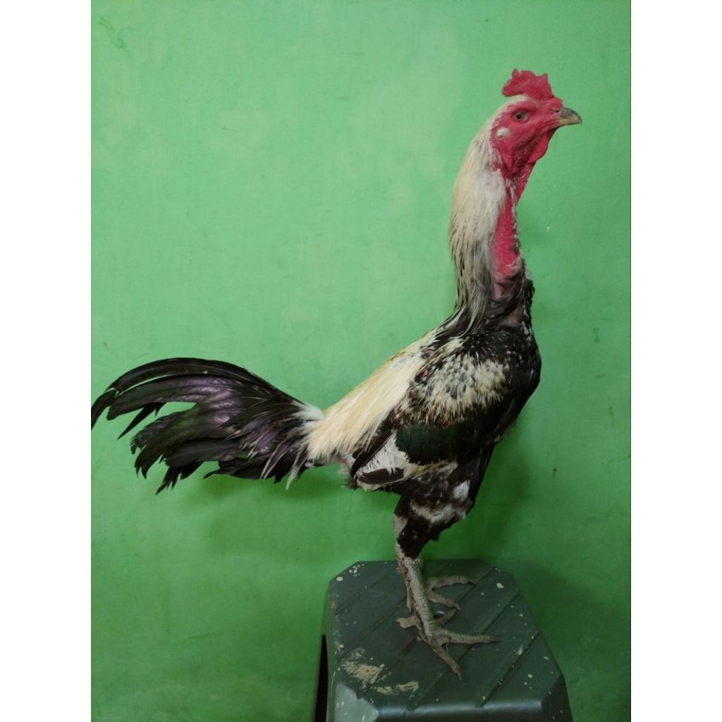 

telur ayam Mangon Fertil siap buat ditetaskan