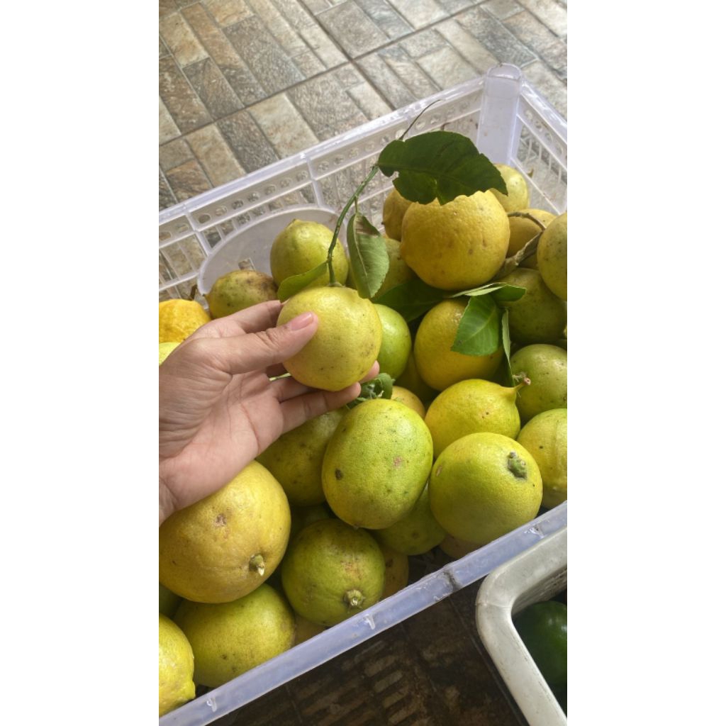 

Jeruk Lemon Lokal Dipetik dari kebun langsung
