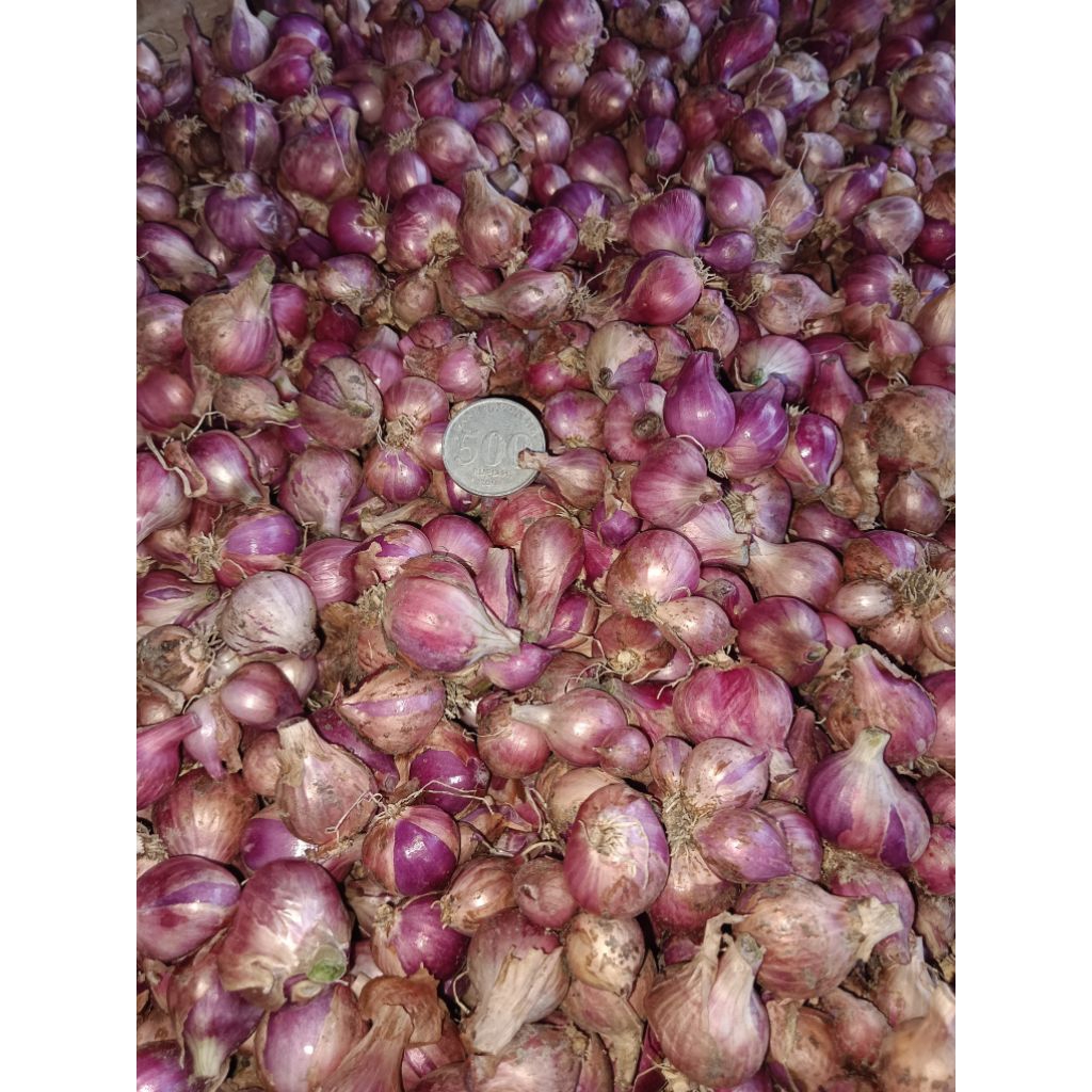 

Bawang Merah ukuran sedang 2 kg