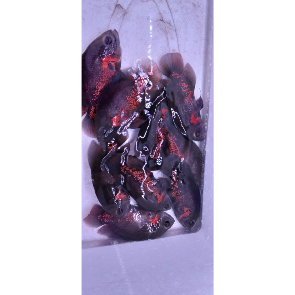 OSCAR TIGER BLACK BATIK GRADE A GOOD MARKING SIZE FIX 18-19 CM ( 4 JARI UP ) GARANSI HIDUP