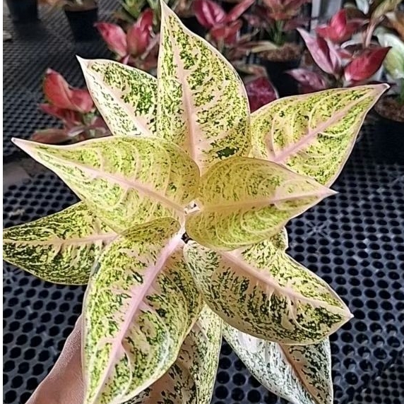 aglonema mutiara lokal