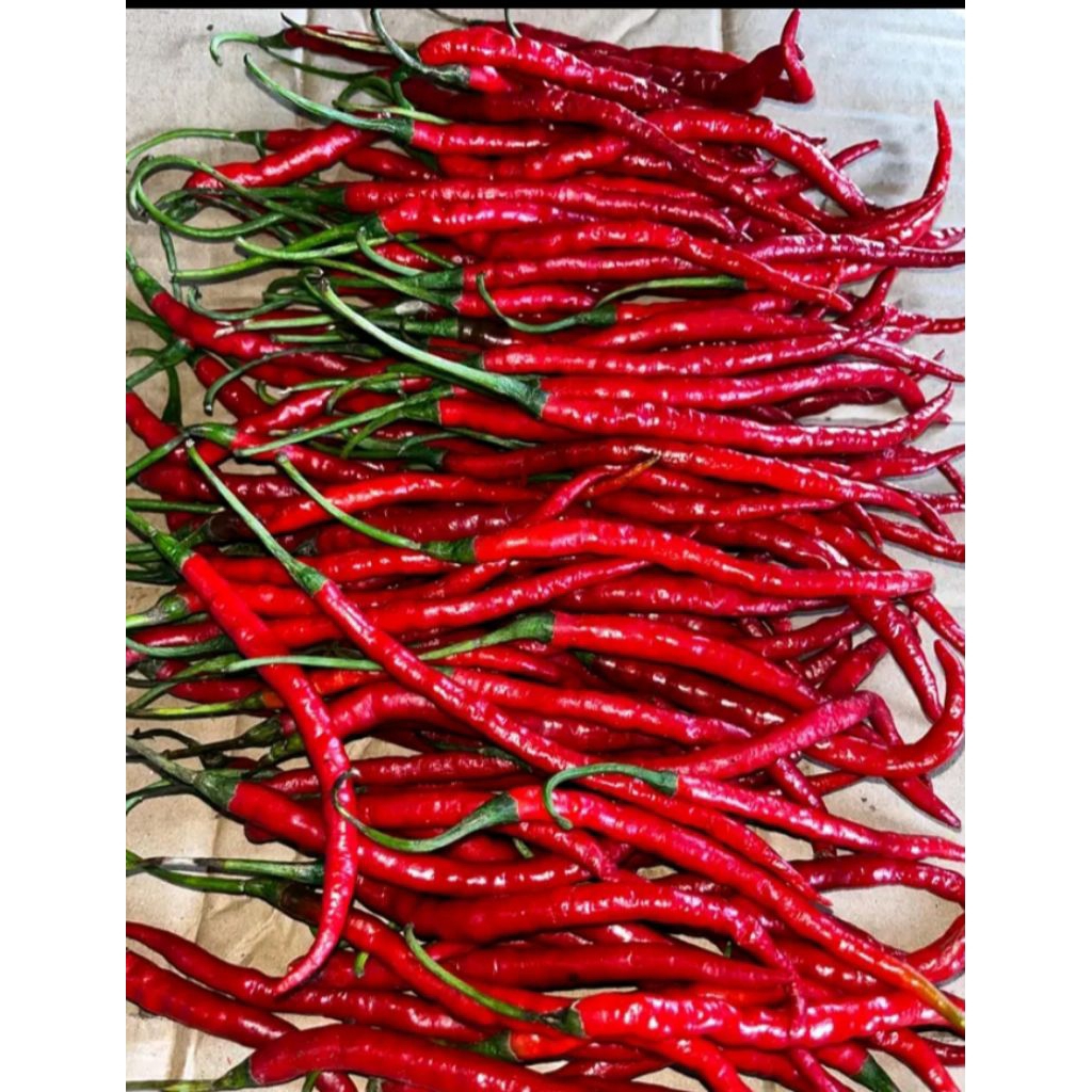 

Cabe Cabai Keriting Merah Lokal Super 250gram 500gram 1kg
