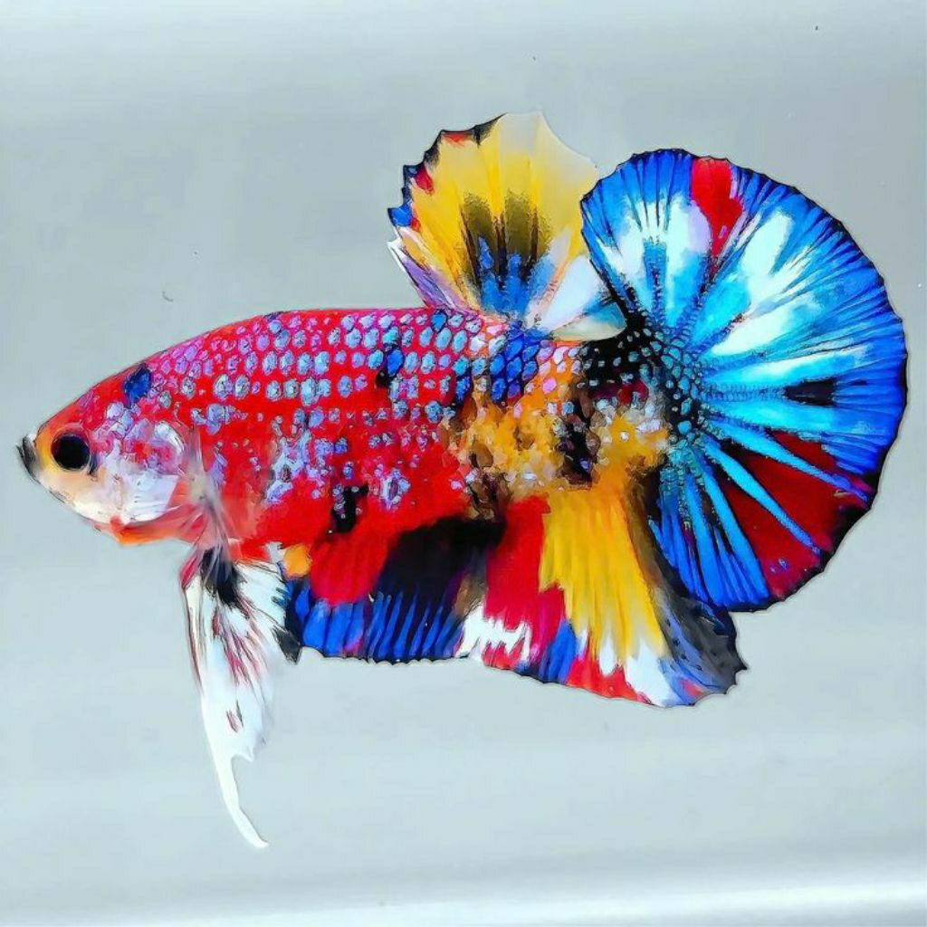 

Multicolor Bahan Show Quality