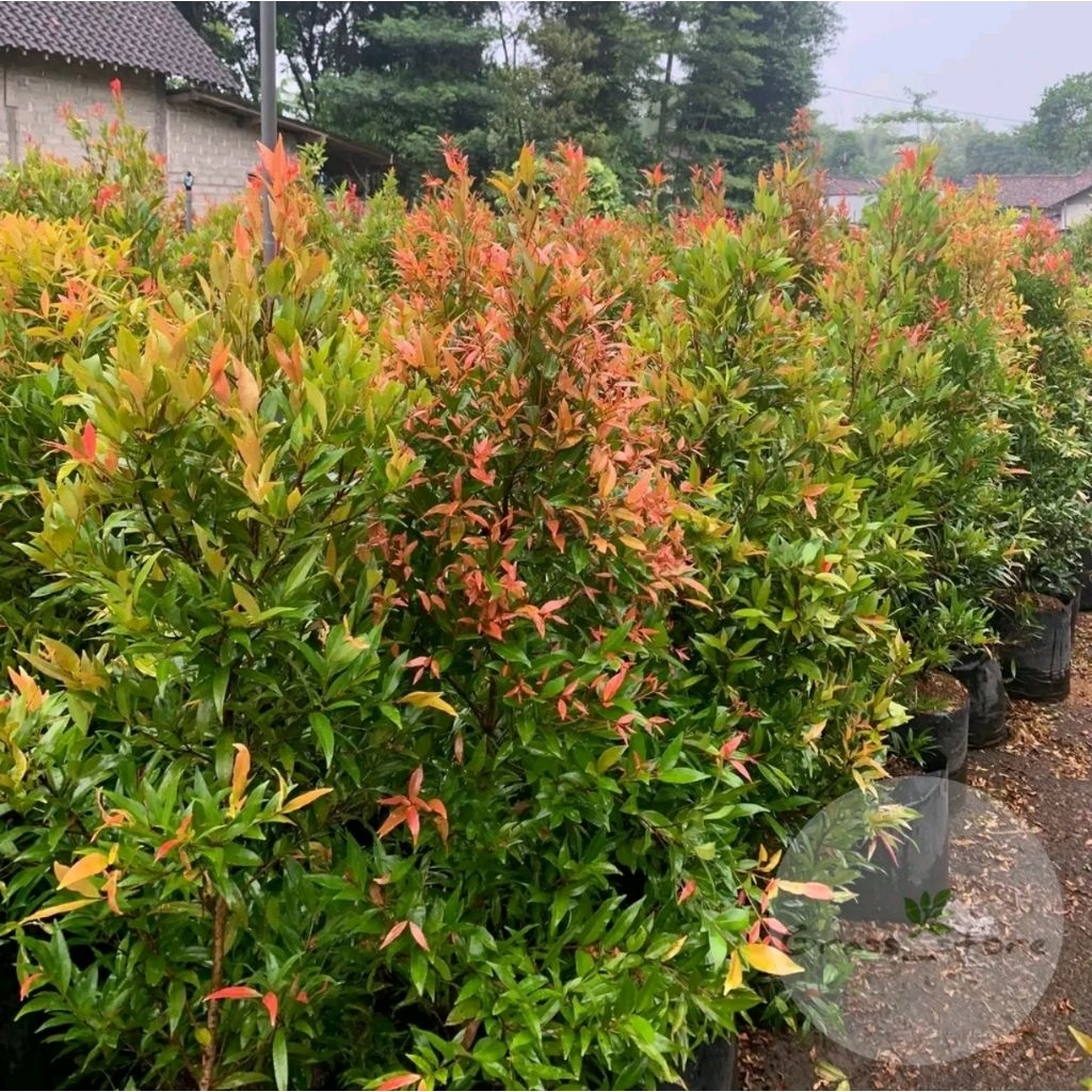 Pohon Pucuk Merah Tinggi 1.5 M Kualitas Terbaik, Pohon Peneduh Pucuk Merah