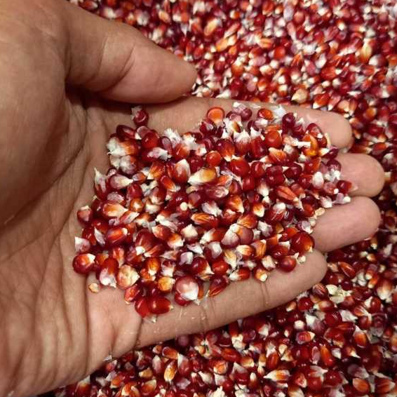 

1 Kg Jagung Manggis Premium Jagung Kristal Ungu Pakan Merpati , Burung , Ayam , Hamster