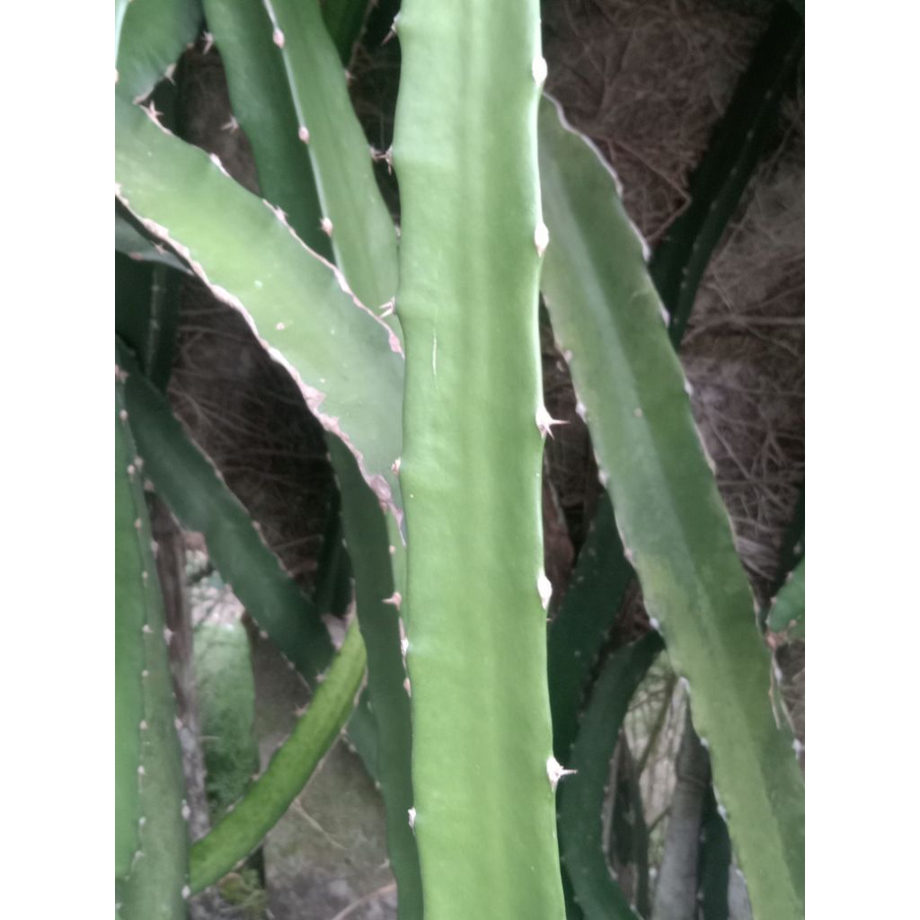 

Bibit buah naga merah