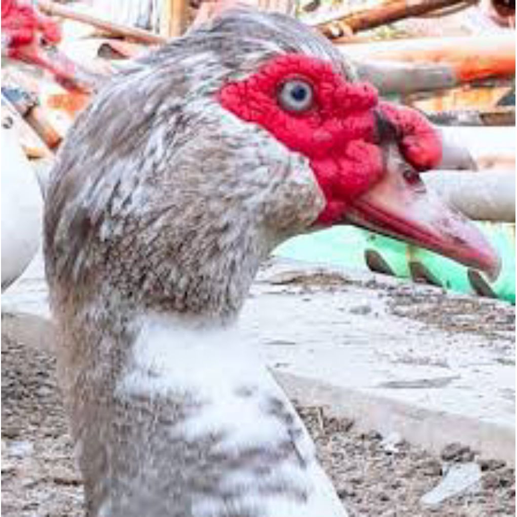 

paket hemat 10 telur mentok/entok Rambon super jumbo fertil siap buat ditetaskan