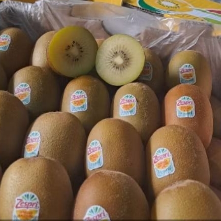 

Buah Kiwi Gold Per 1 dus karton