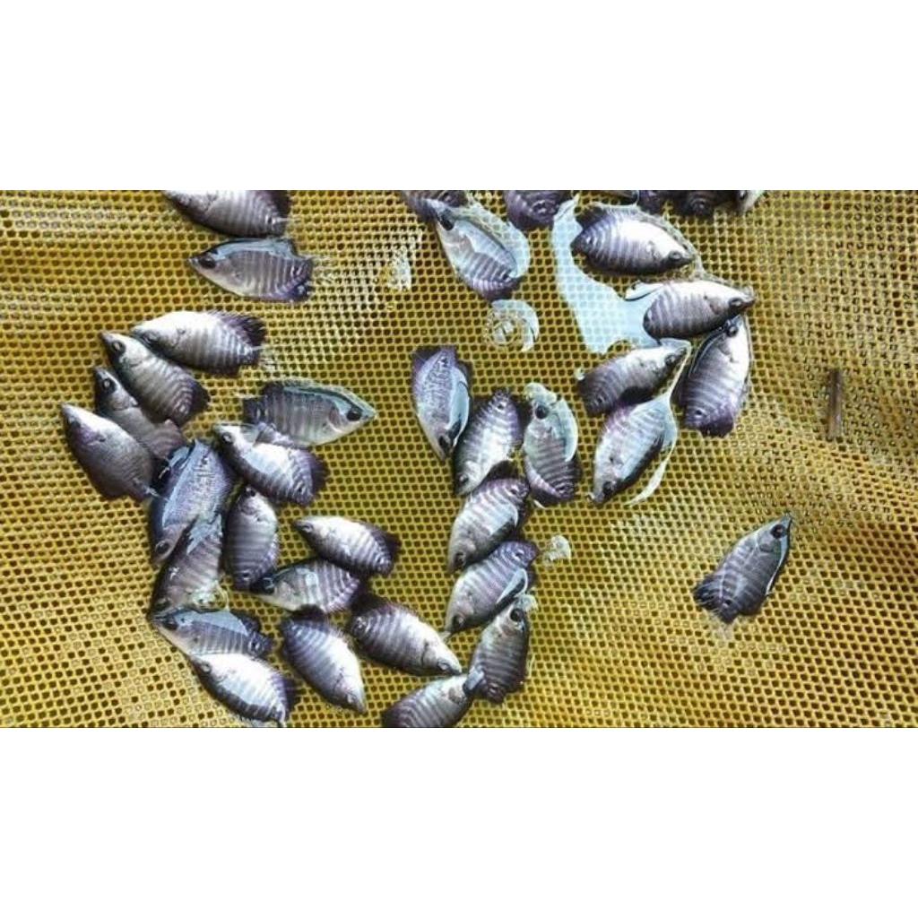 Bibit Ikan Gurame Per 50&100Ekor Khusus Instannnn