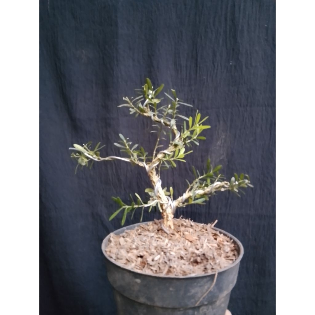 bonsai mame boxus meliuk