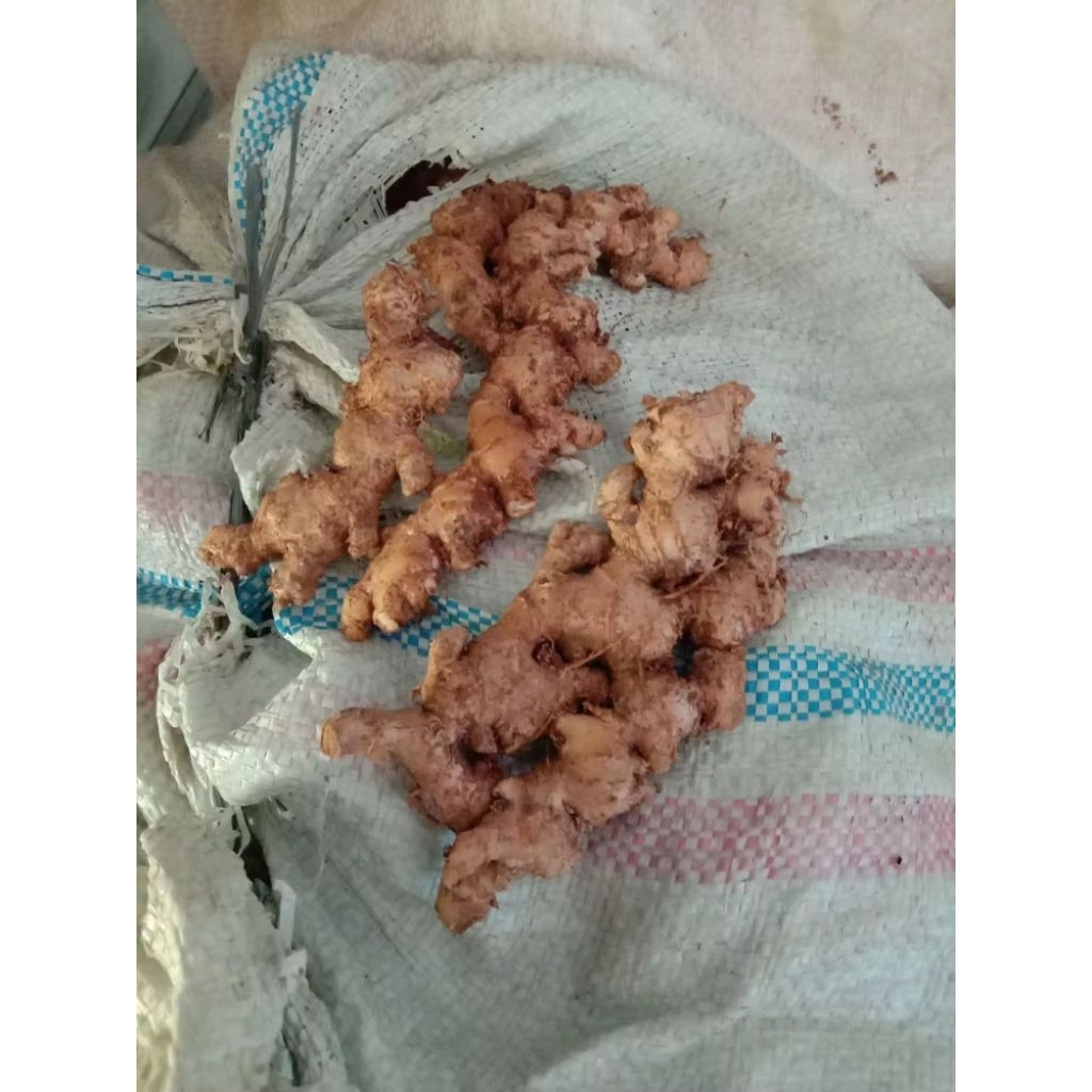 

jahe emprit segar/jahe emprit asli bersih minim tanah/jahe emprit organik