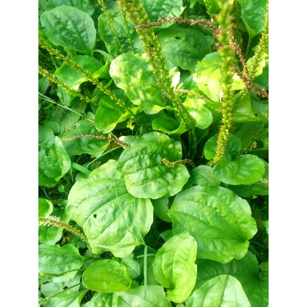 

daun sendok/Ki urat segar Dadakan 250 gram