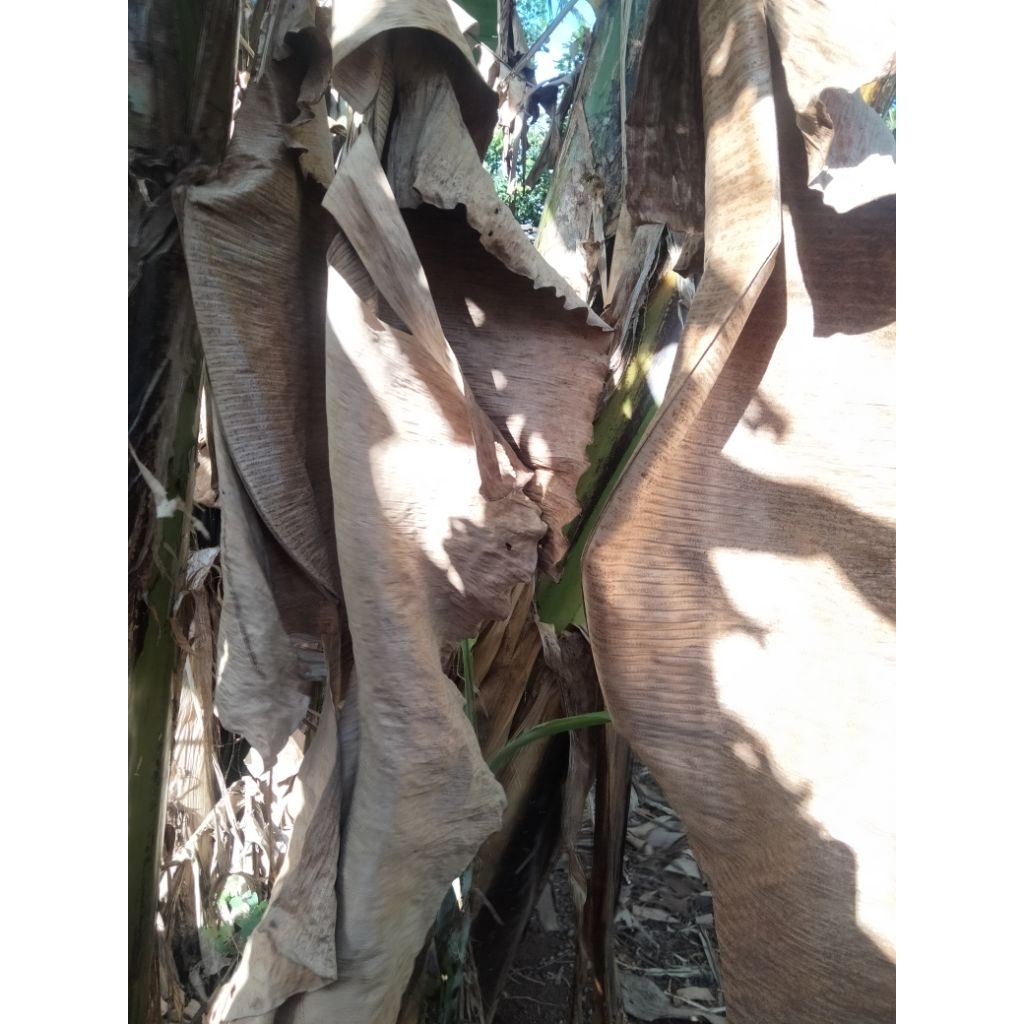 

Daun Pisang Kering/Daun Klaras 1kg