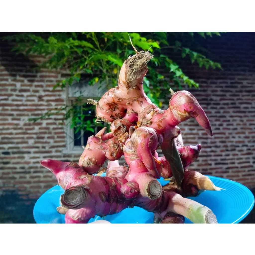 

Laos Merah Segar