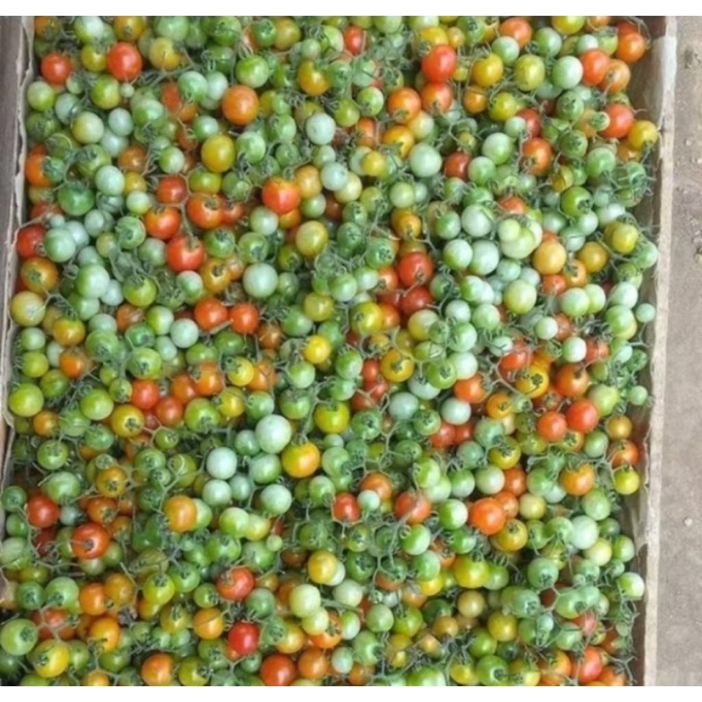 

Buah rampai tomat kecil Sumatra Sumatera Lampung untuk Sambal isi 250 gr per pak