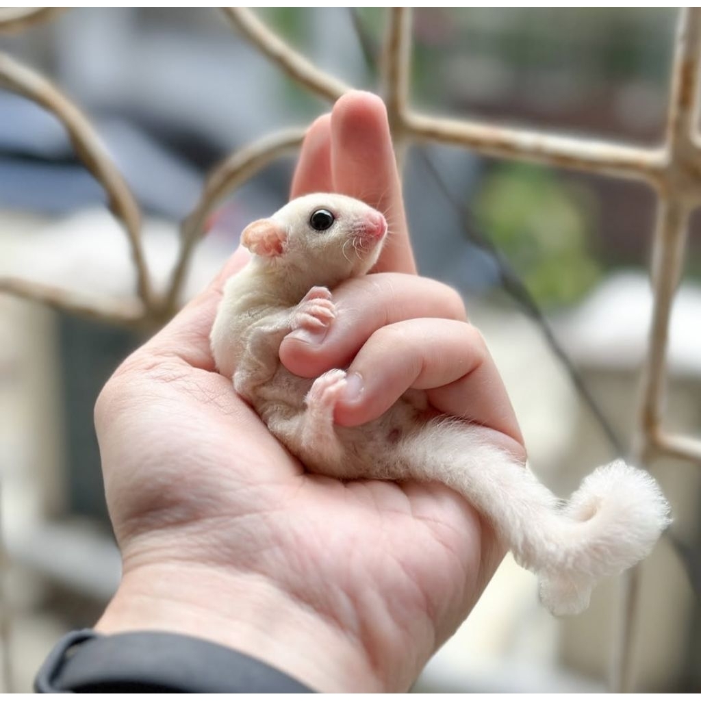 sugar glider Joey leucistic