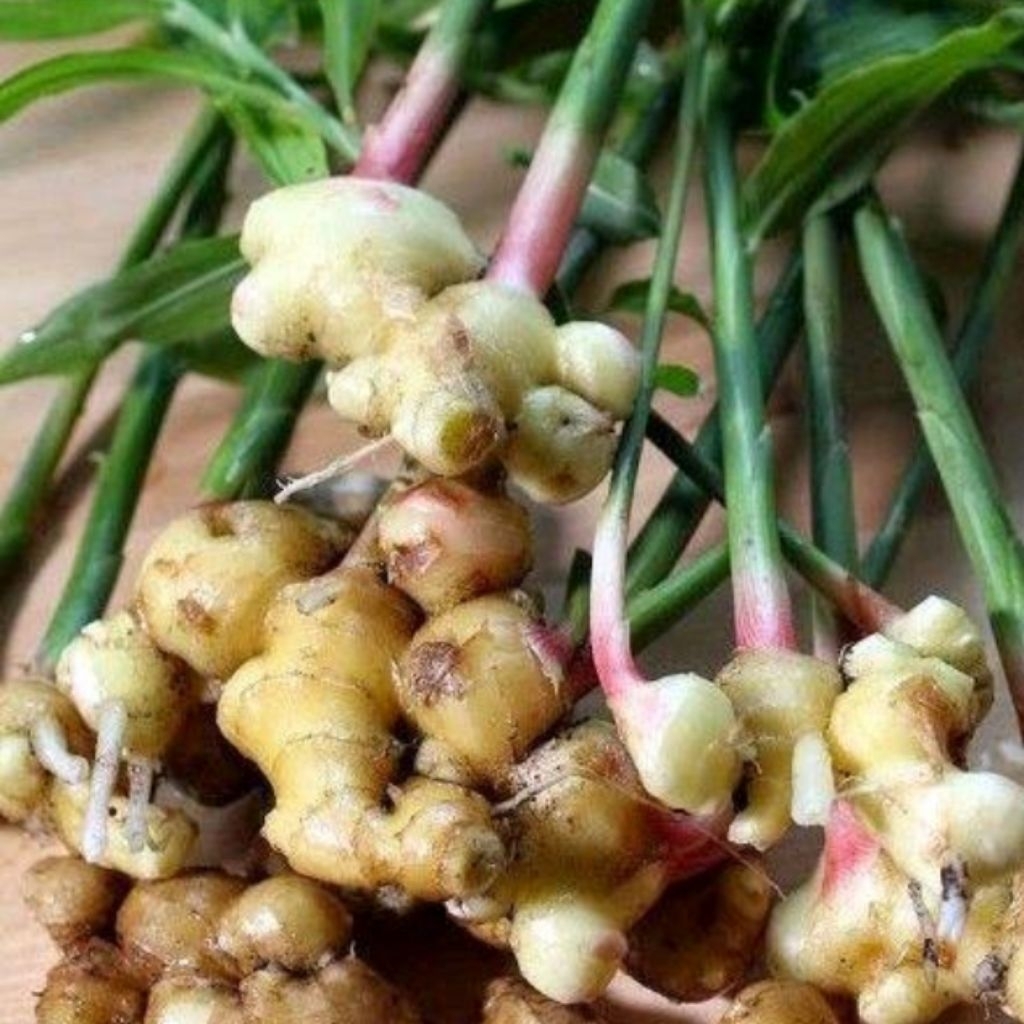 

bibit jahe gajah/jahe putih siap tanam per 1pcs