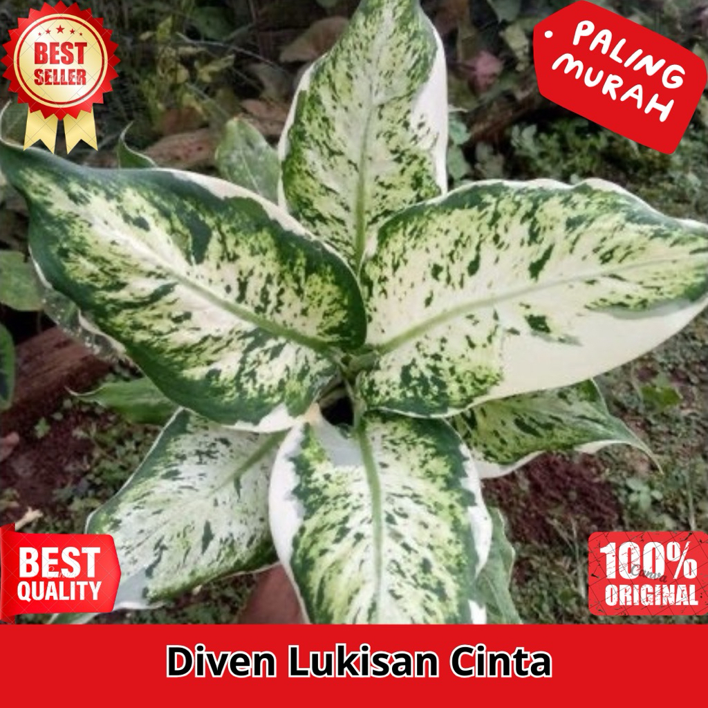 Aglonema Diven Lukisan Cinta Varigata - Diven Lukisan Cinta