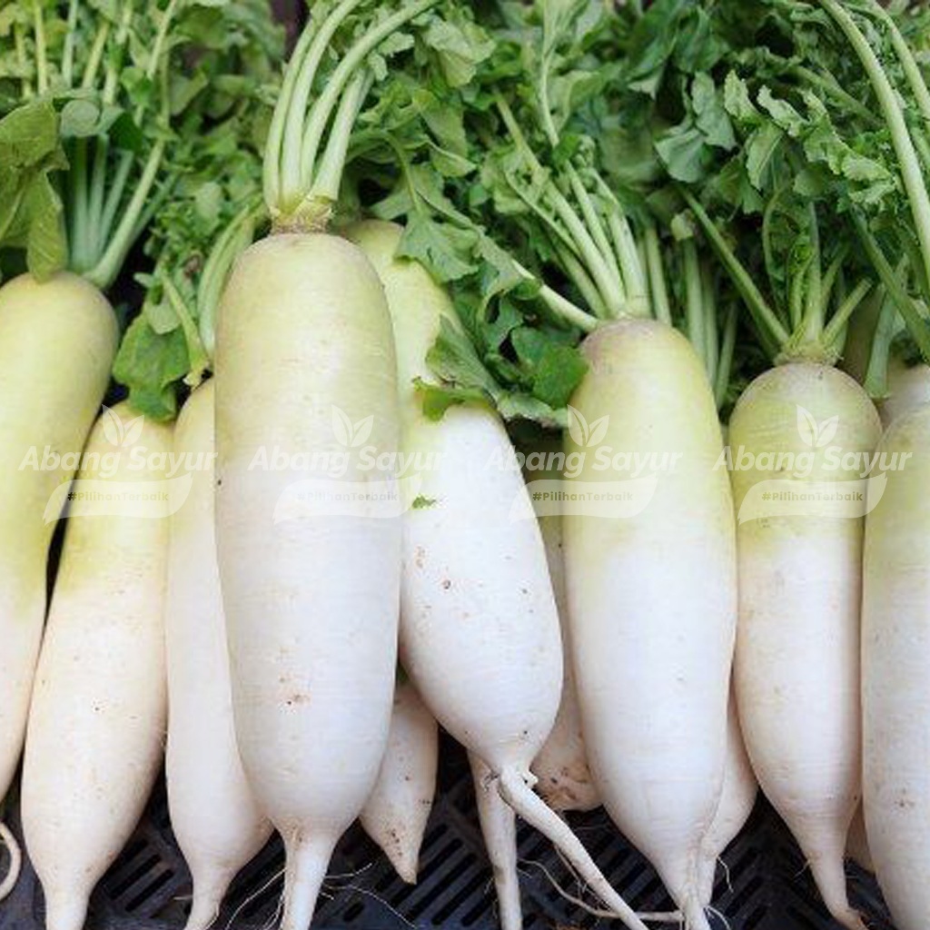 

Lobak Putih 1kg – Kirim Instant Bandung Sayur Segar (Fresh Harian)