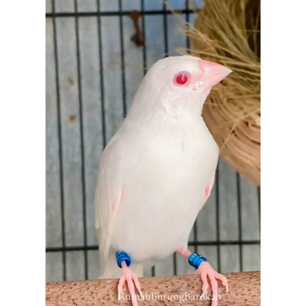 

TELUR FERTIL 2 BUTIR BURUNG KENARI ALBINO GRADE A++