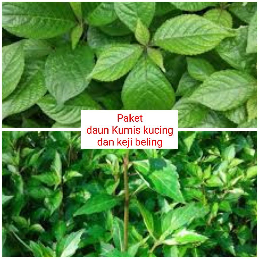 

PAKET PELURUH BATU GINJAL- DAUN KUMIS KUCING KEJI BELING