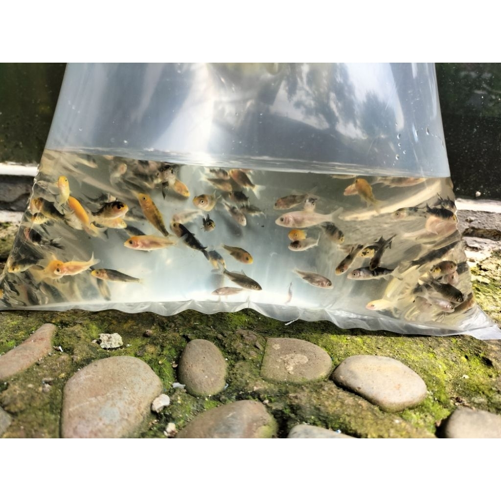 pakan/paket 80 ekr size 2cm bibit koi blitar